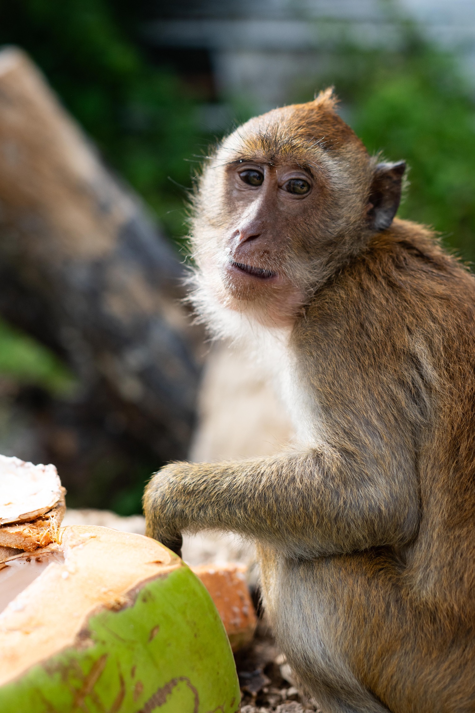 Railay Monkey
