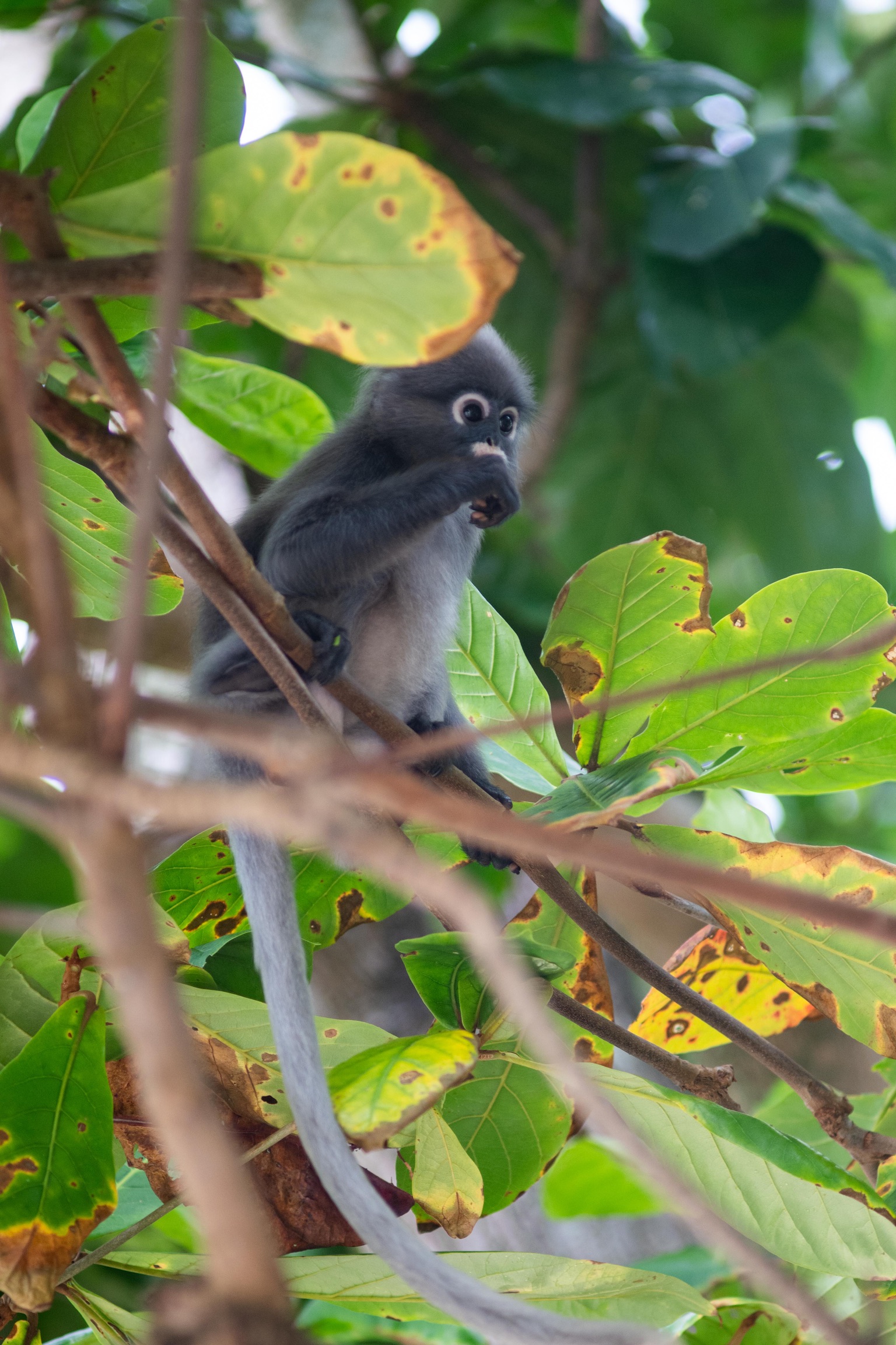 Railay Monkey