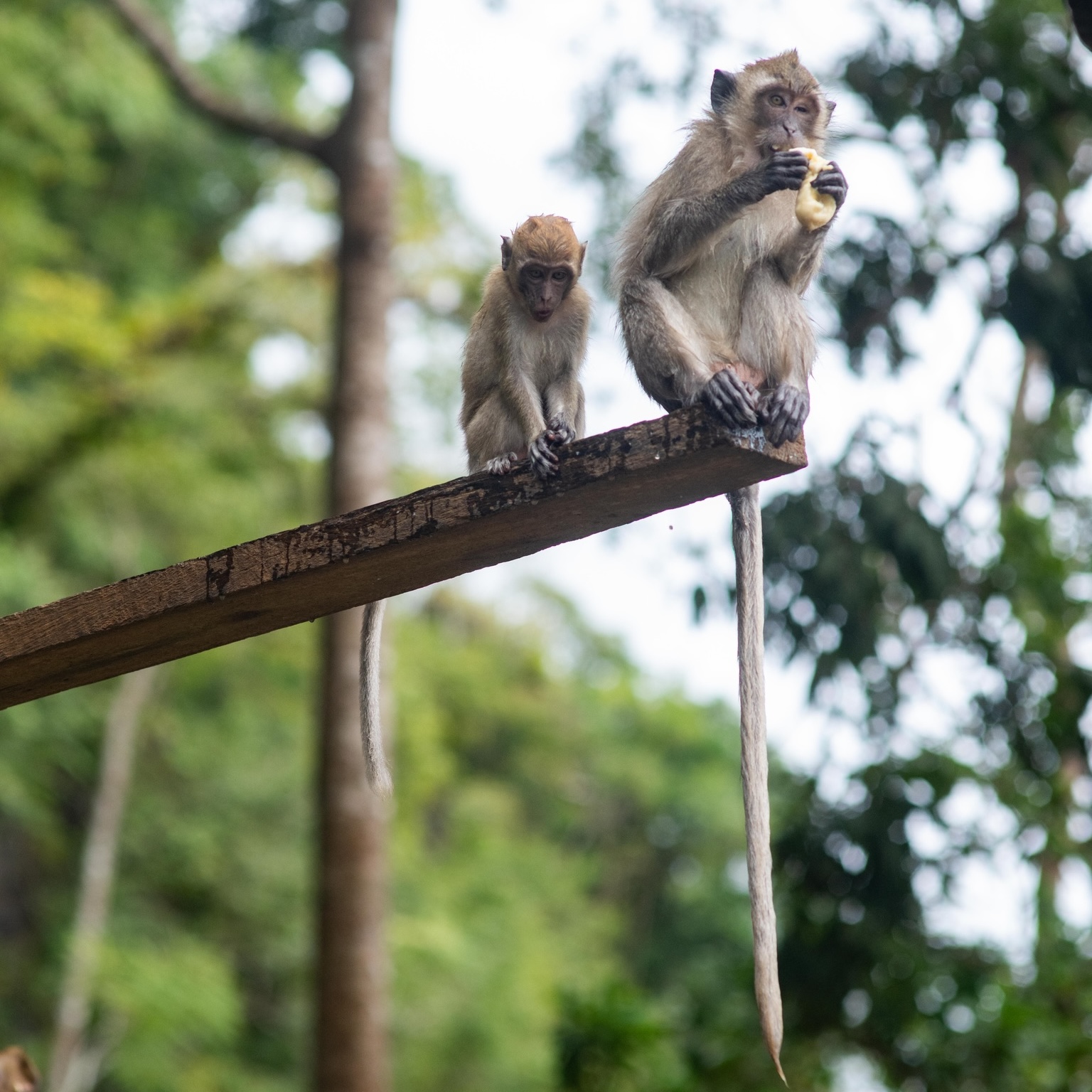Khao Sok Monkey