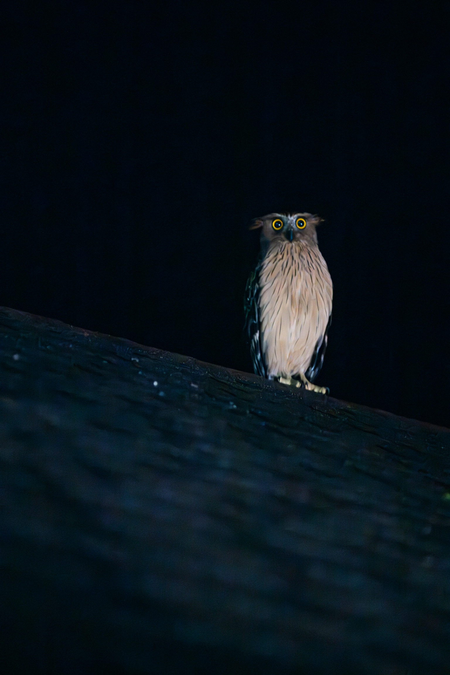 Khao Sok Owl