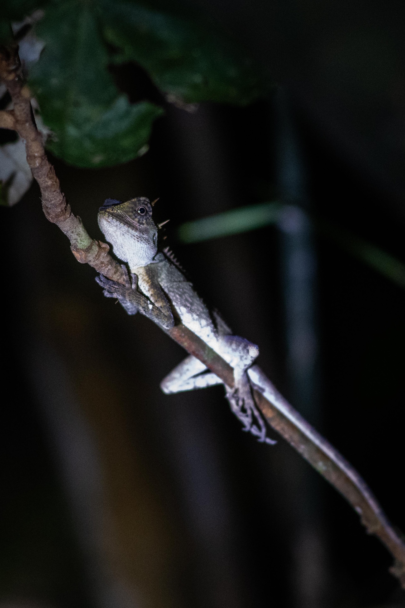 Night Safari in Khao Sok