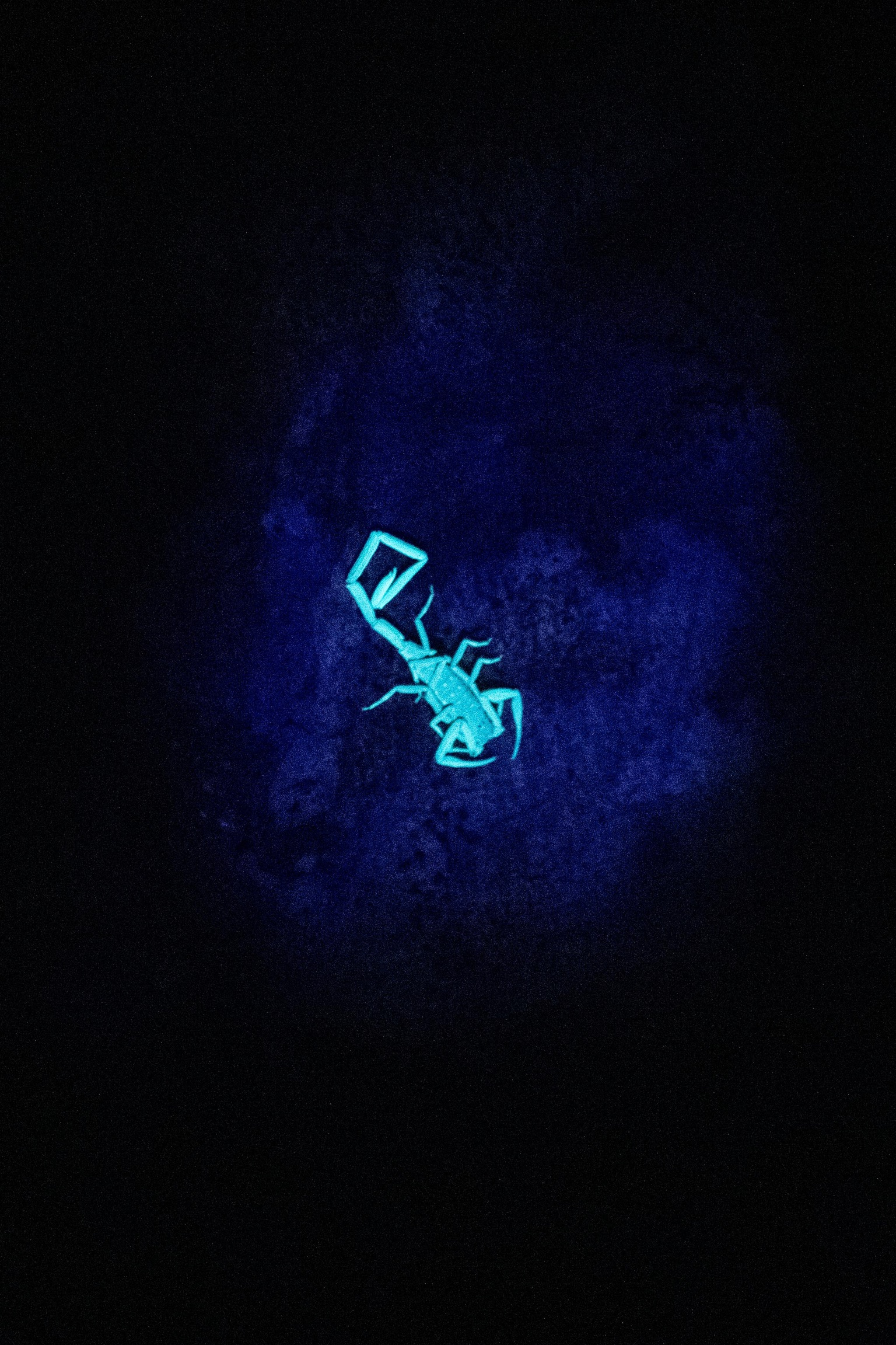 Night Safari in Khao Sok