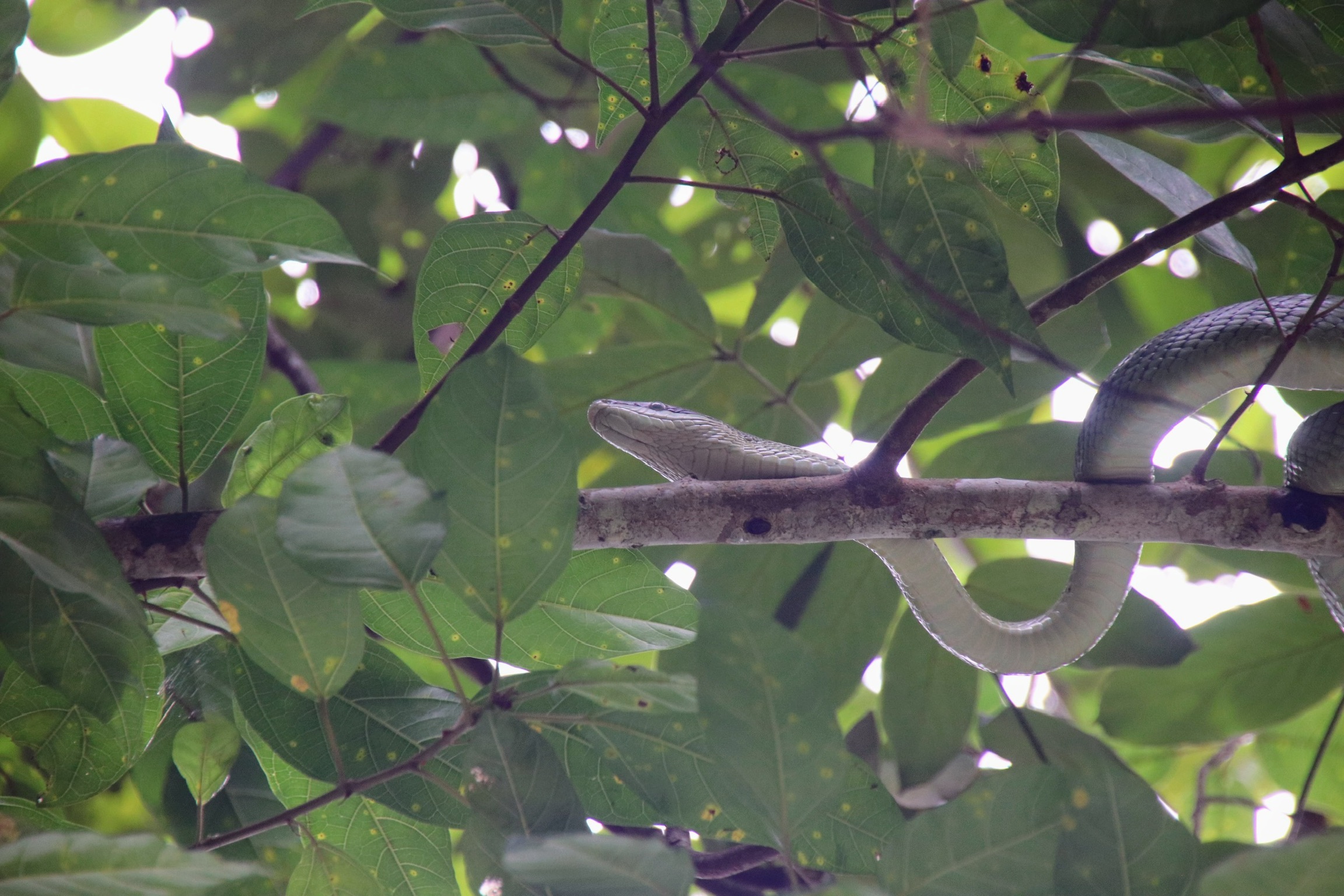 Snake in Khao Sok